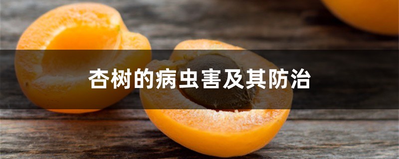 <b>杏树的病虫害及其防治</b>