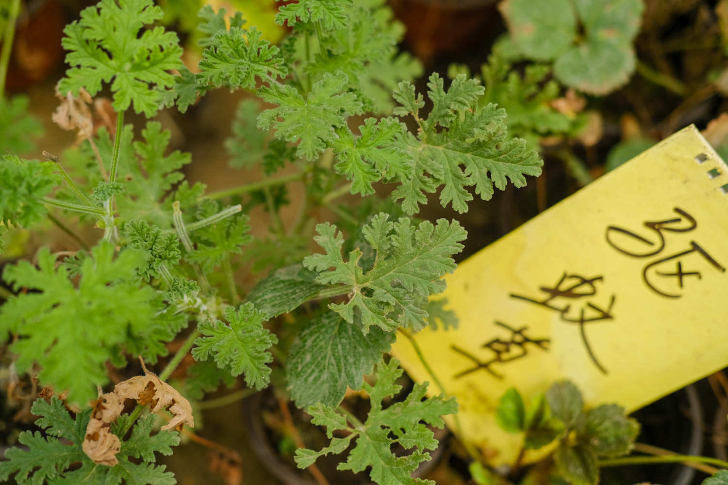 香叶天竺葵 驱蚊草的病虫害防治
