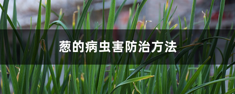 <b>葱的病虫害防治方法</b>