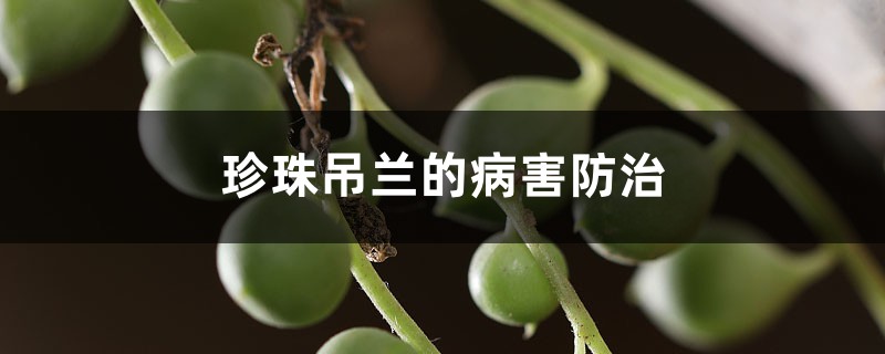 <strong>珍珠吊兰的病害防治</strong>