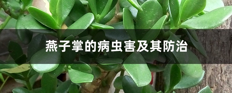 <b>燕子掌的病虫害及其防治</b>