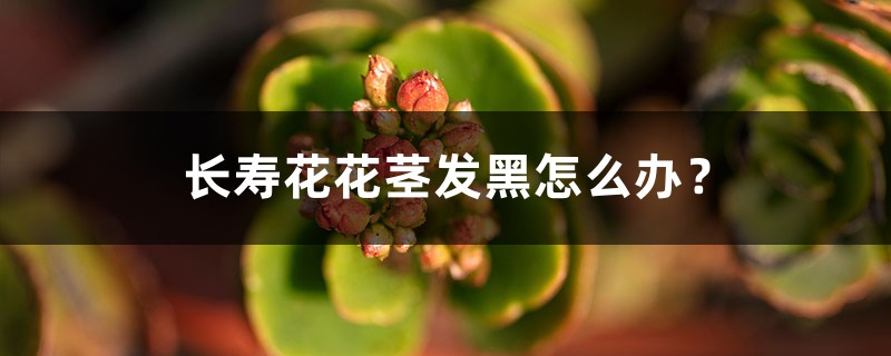 <strong>长寿花花茎发黑怎么解决，怎么处理？</strong>