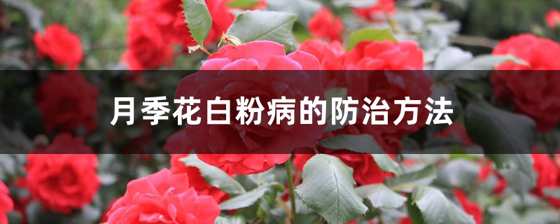 <b>月季花白粉病的防治</b>