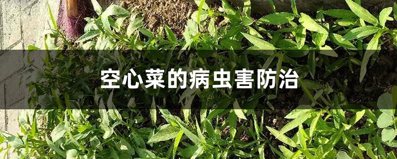 <b>空心菜的病虫害防治</b>