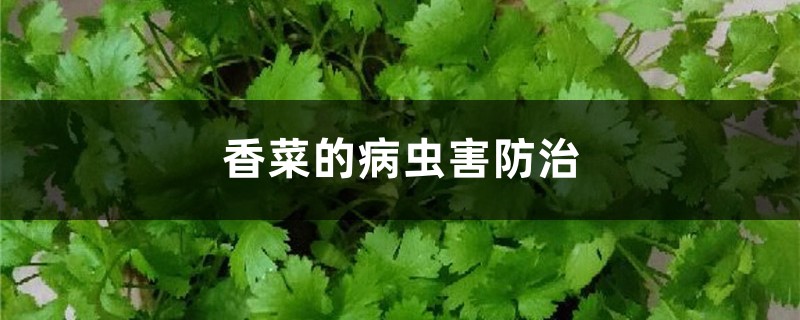 <b>香菜的病虫害防治</b>