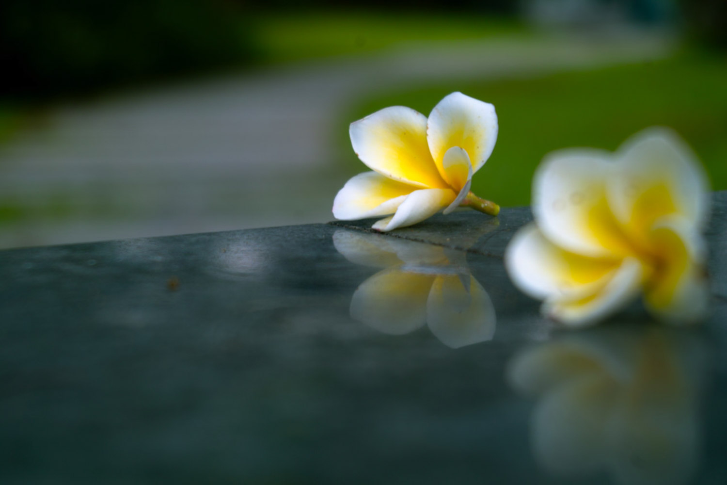 鸡蛋花 红鸡蛋花的病虫害防治