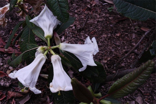 <strong>百合花杜鹃的病虫害防治</strong>