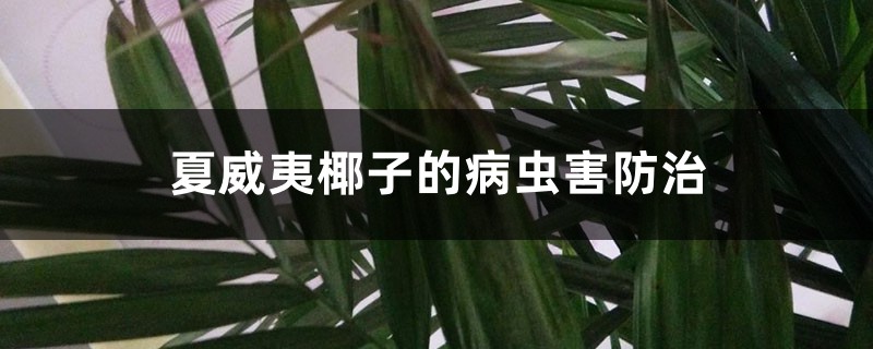 <b>夏威夷椰子的病虫害防治</b>