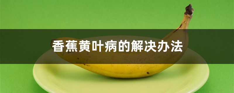 <strong>香蕉黄叶病的解决办法</strong>