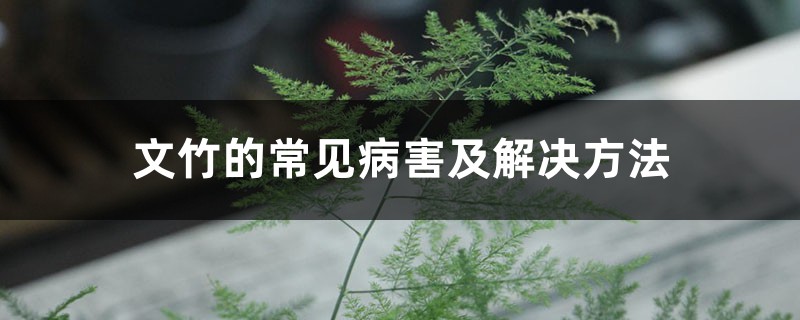 <b>文竹的常见病害及解决方法</b>