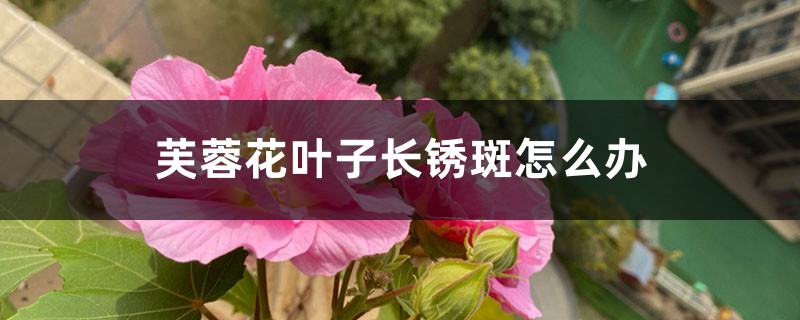 <b>芙蓉花叶子长锈斑怎么解决，怎么处理</b>