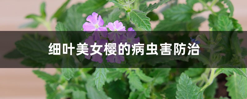 <b>细叶美女樱的病虫害防治</b>