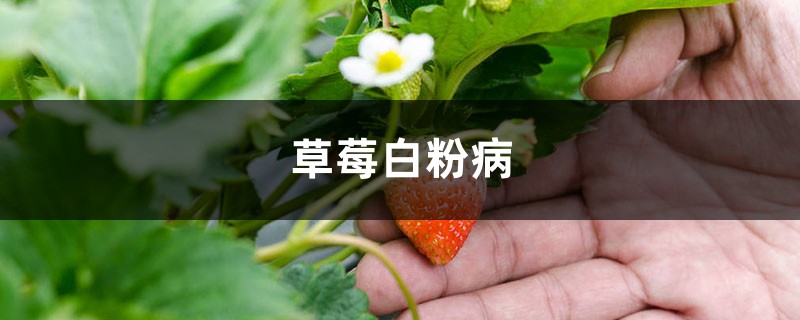 <strong>草莓白粉病怎么治疗</strong>