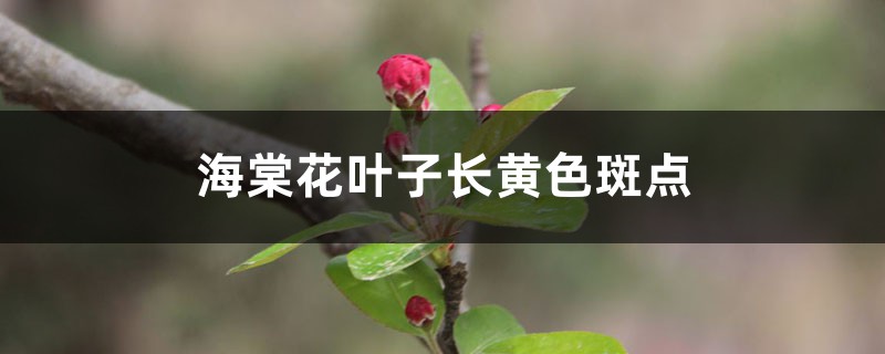 <strong>海棠花叶子长黄色斑点的原因</strong>