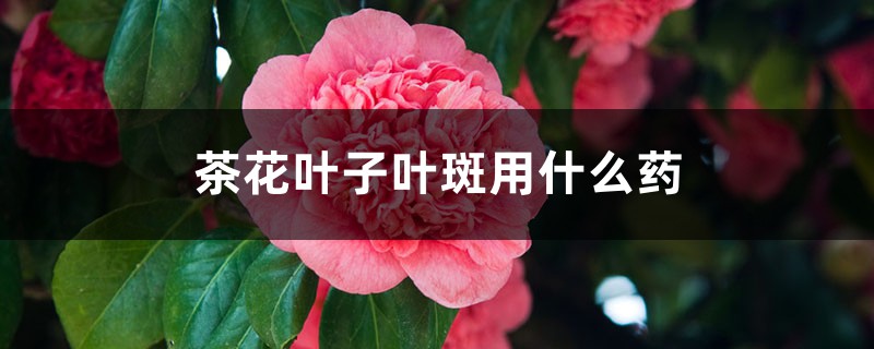 <strong>茶花叶子叶斑用什么药</strong>