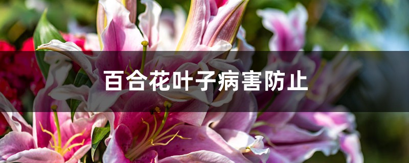 <b>百合花叶子病害防治</b>