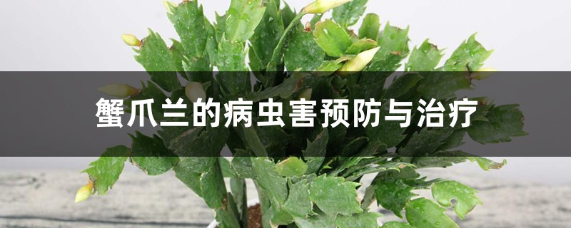 <strong>蟹爪兰的病虫害预防与治疗，容易感染病虫害吗</strong>