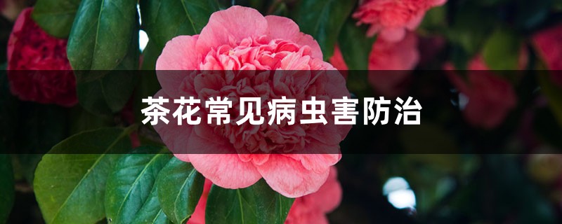 <b>茶花常见病虫害防治，茶花病虫害用药</b>