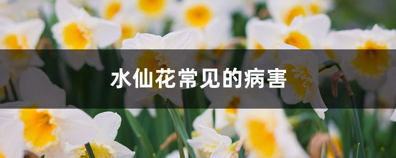 <b>水仙花常见的病害，如何防治病害</b>