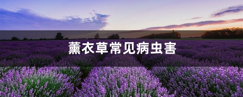 <b>薰衣草常见病虫害，薰衣草长红蜘蛛</b>