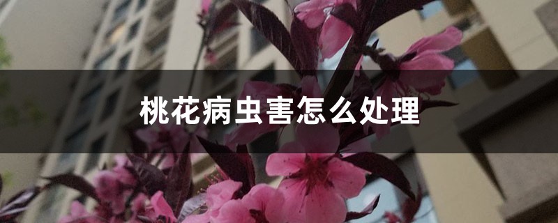 <b>桃花病虫害怎么处理，桃花虫害症状</b>