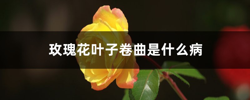 <strong>玫瑰花叶子卷曲是什么病，叶子卷曲怎么解决，怎么处理</strong>