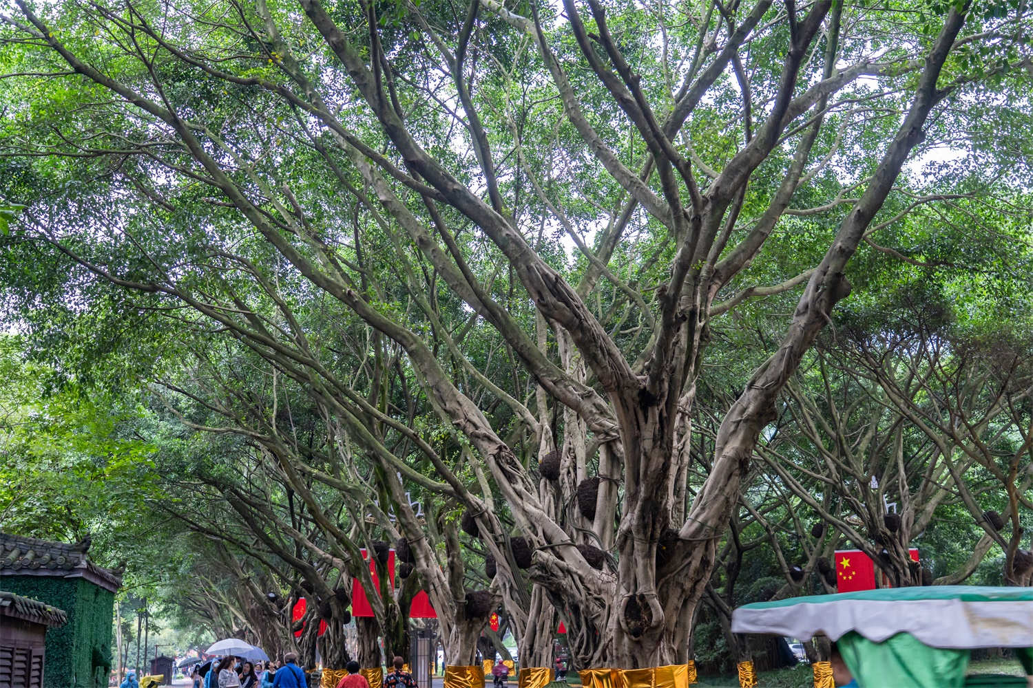 榕树盆景病虫害防治方法