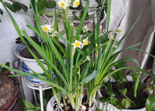 室内秋冬适合养什么花 第3张 室内秋冬适合养什么花
