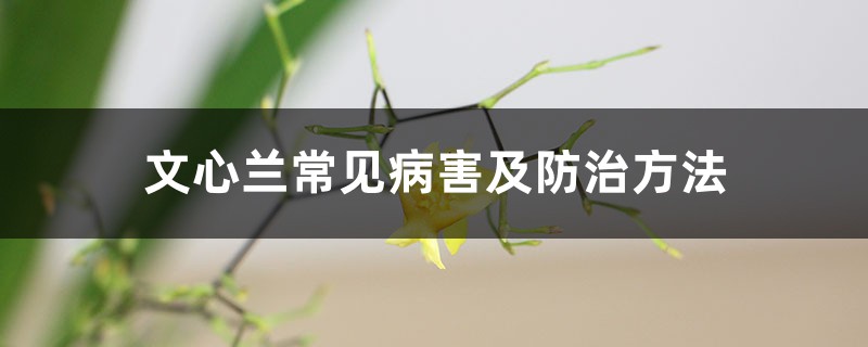 <b>文心兰常见病害及防治方法</b>