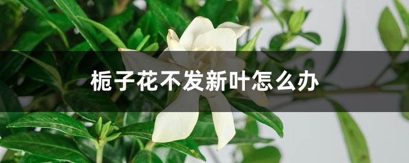 <b>栀子花不发新叶怎么解决，怎么处理</b>