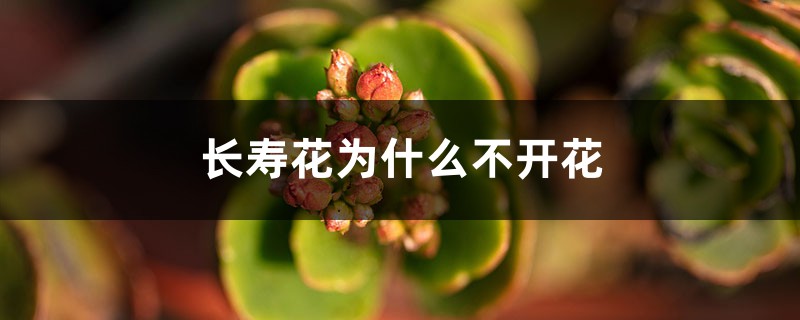 <b>长寿花为什么不开花</b>