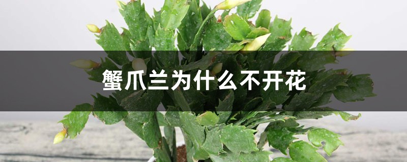 <strong>蟹爪兰为什么不开花</strong>