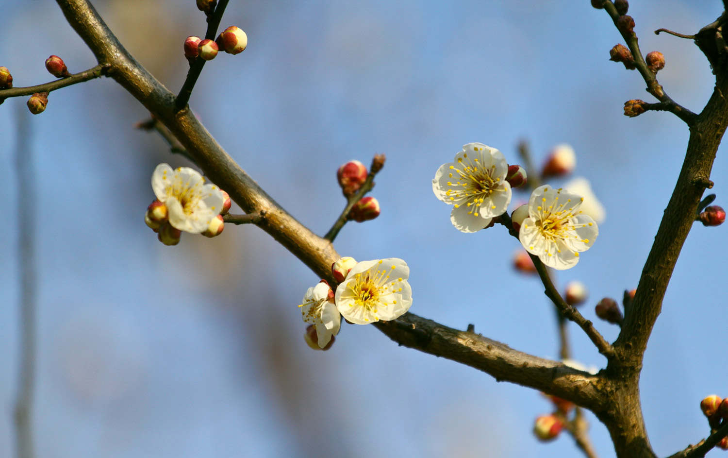 梅花 盆栽梅花不开花怎么解决,怎么处理