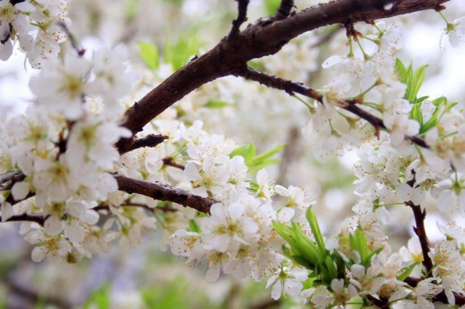 梅花 盆栽梅花不开花怎么解决,怎么处理