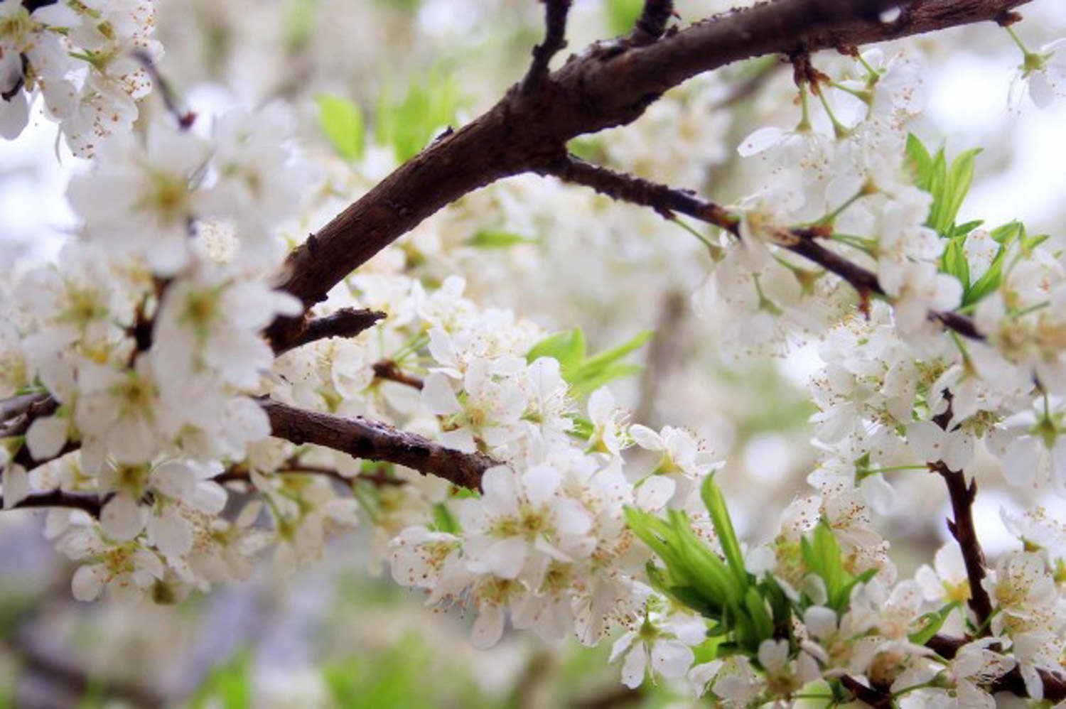 盆栽梅花不开花怎么解决，怎么处理