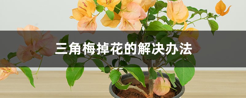 <b>三角梅掉花的解决办法</b>