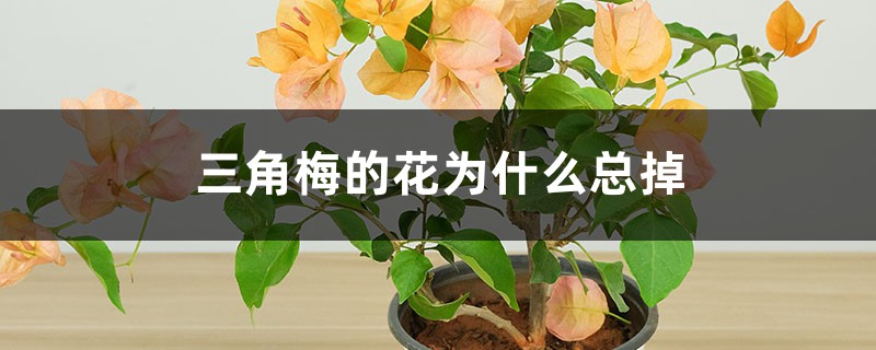 <b>三角梅的花为什么总掉</b>