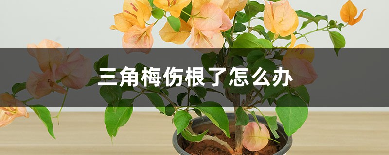 <b>三角梅伤根了怎么解决，怎么处理</b>