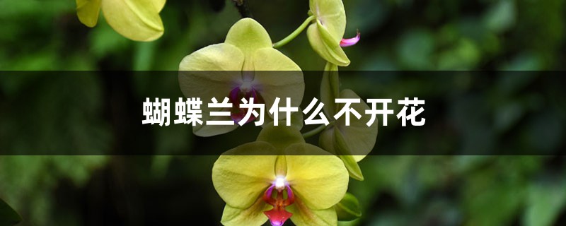 <b>蝴蝶兰为什么不开花</b>