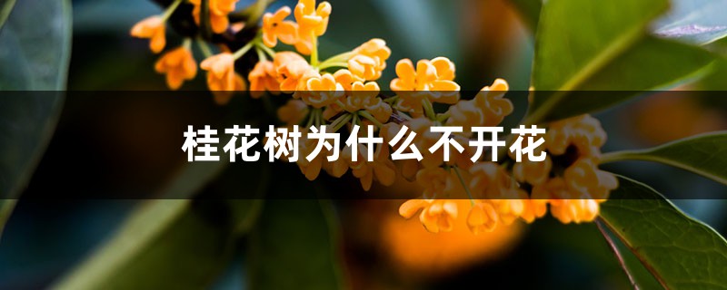 <b>桂花树为什么不开花</b>