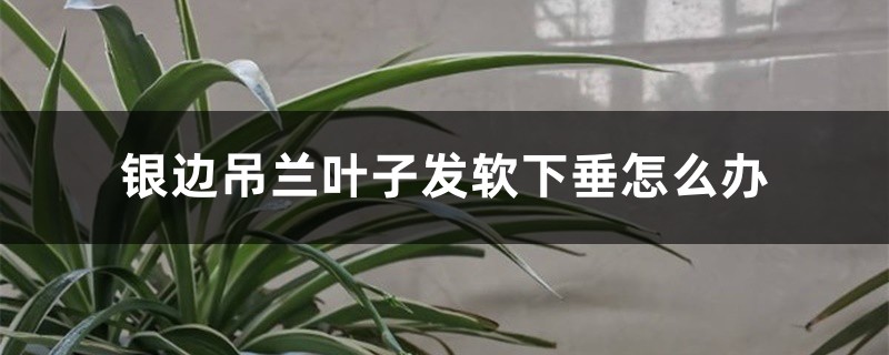 <strong>银边吊兰叶子发软下垂怎么解决，怎么处理</strong>