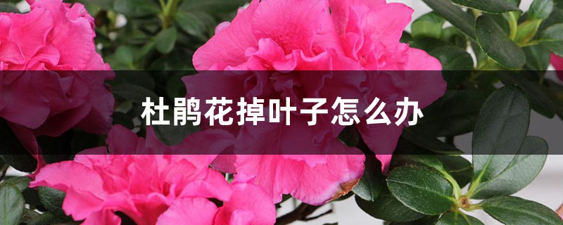 <b>杜鹃花掉叶子怎么解决，怎么处理</b>