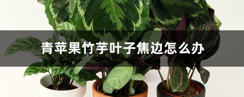 <b>青苹果竹芋叶子焦边怎么解决，怎么处理</b>