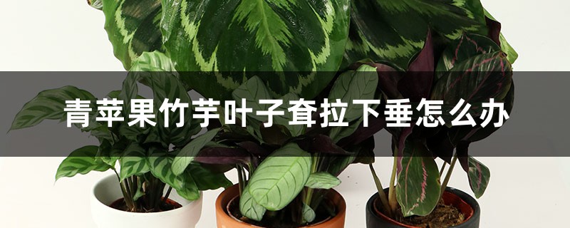 <b>青苹果竹芋叶子耷拉下垂怎么解决，怎么处理</b>