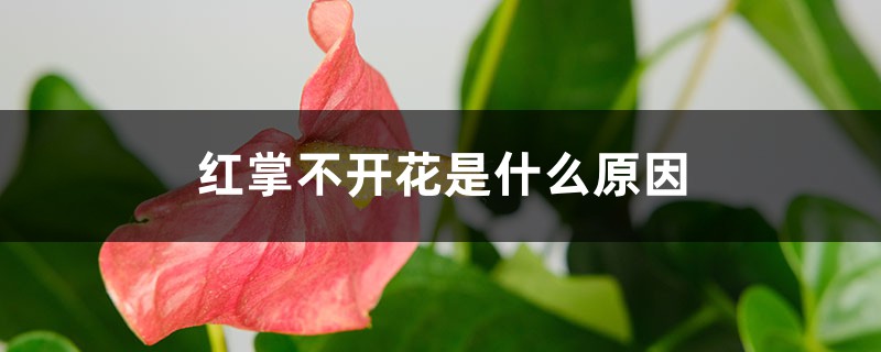 <b>红掌不开花是什么原因，花小是什么原因</b>