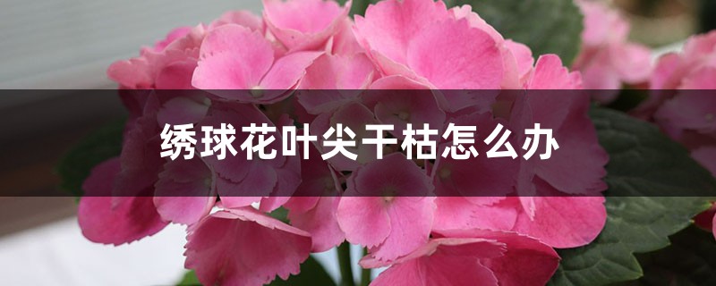 <b>绣球花叶尖干枯怎么解决，怎么处理</b>