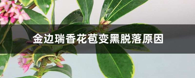 <strong>金边瑞香花苞变黑脱落，还能救活吗</strong>