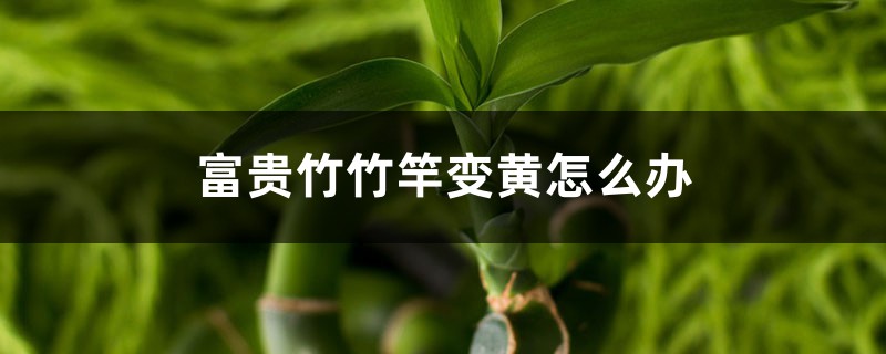 <b>富贵竹竹竿变黄怎么解决，怎么处理</b>