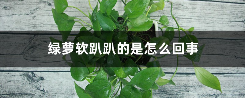<strong>绿萝软趴趴的怎么解决，怎么处理，如何挽救</strong>