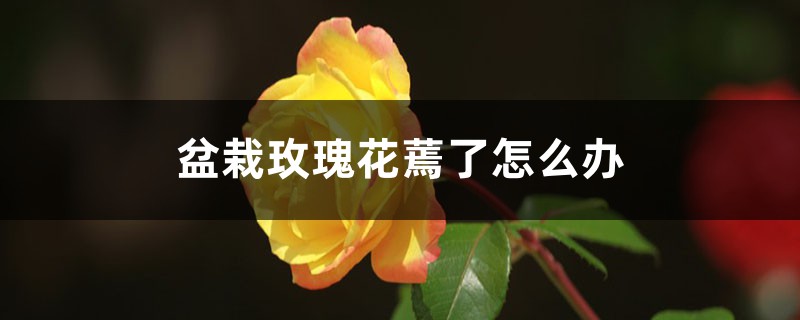 <b>盆栽玫瑰花蔫了怎么解决，怎么处理</b>